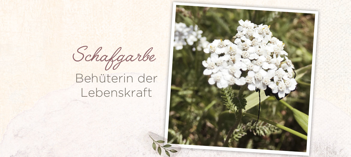 Behuterin Der Lebenskraft Die Schafgarbe In Der Tcm